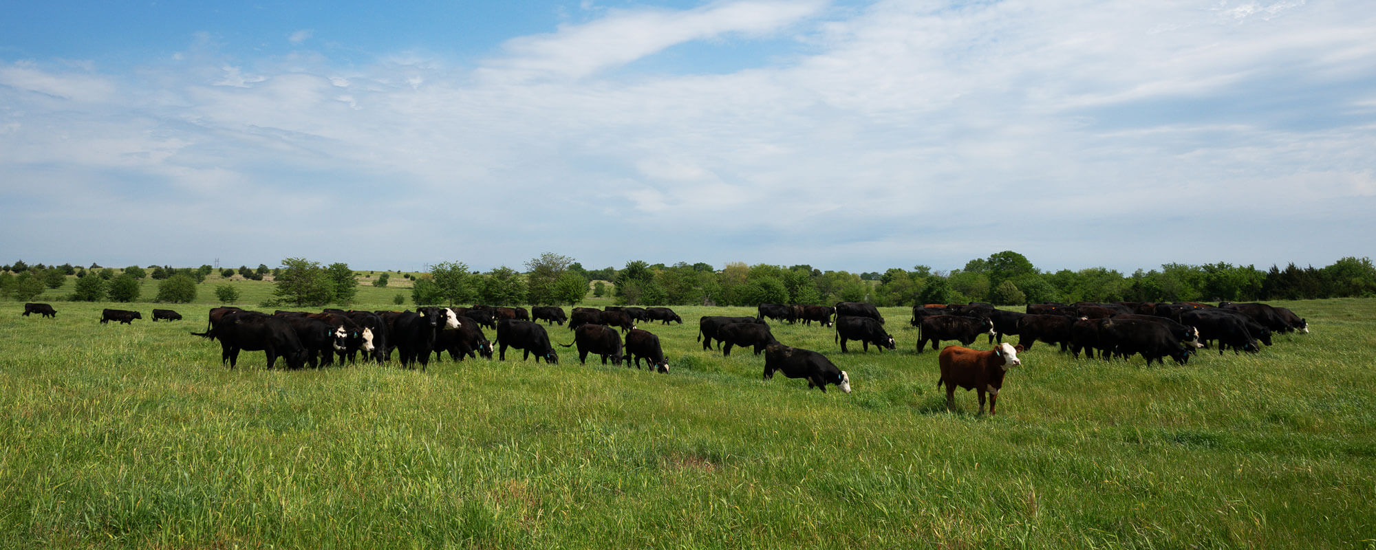 Cattle grazing under an open sky.