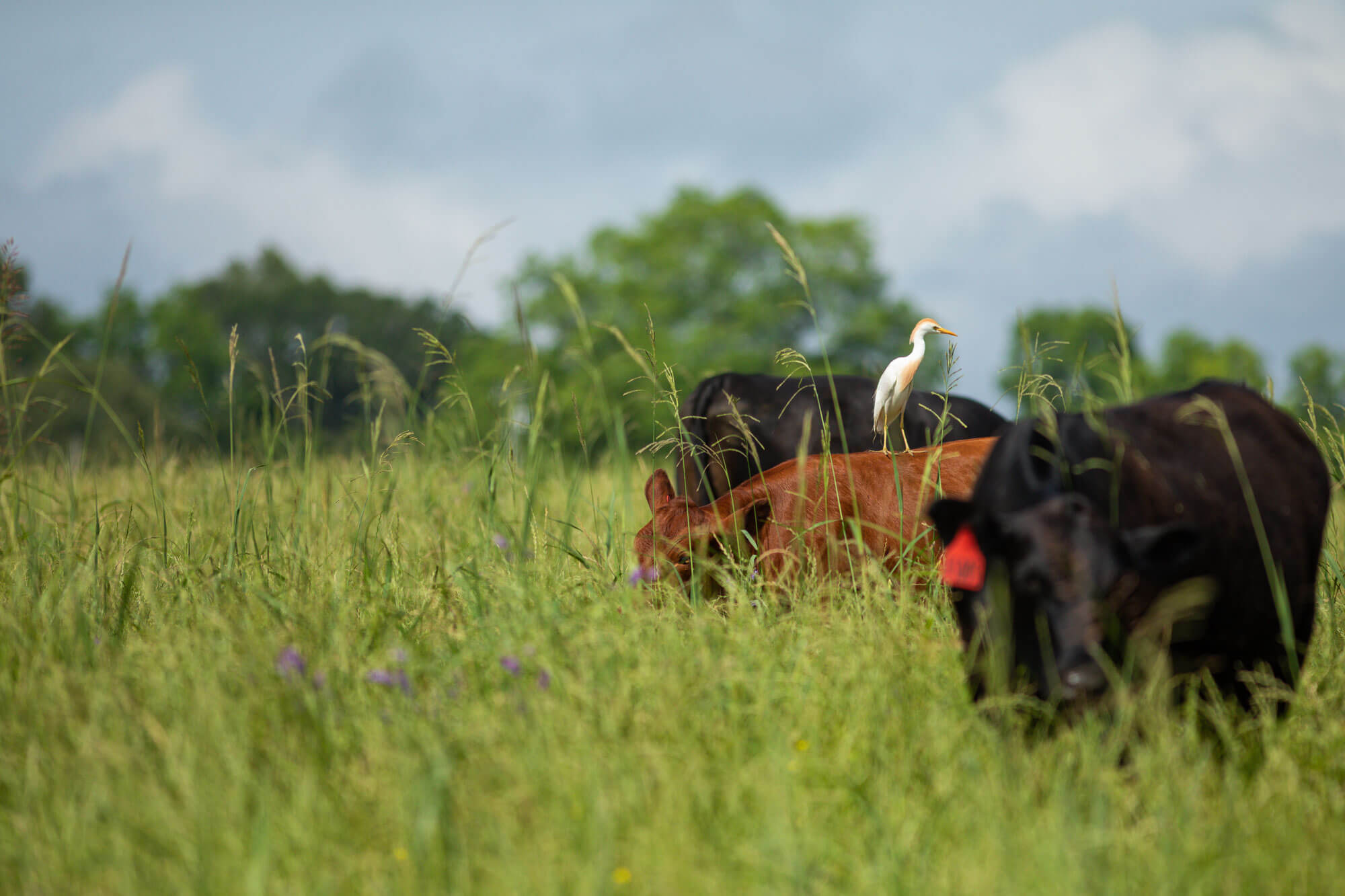 Cattle grazing with egret