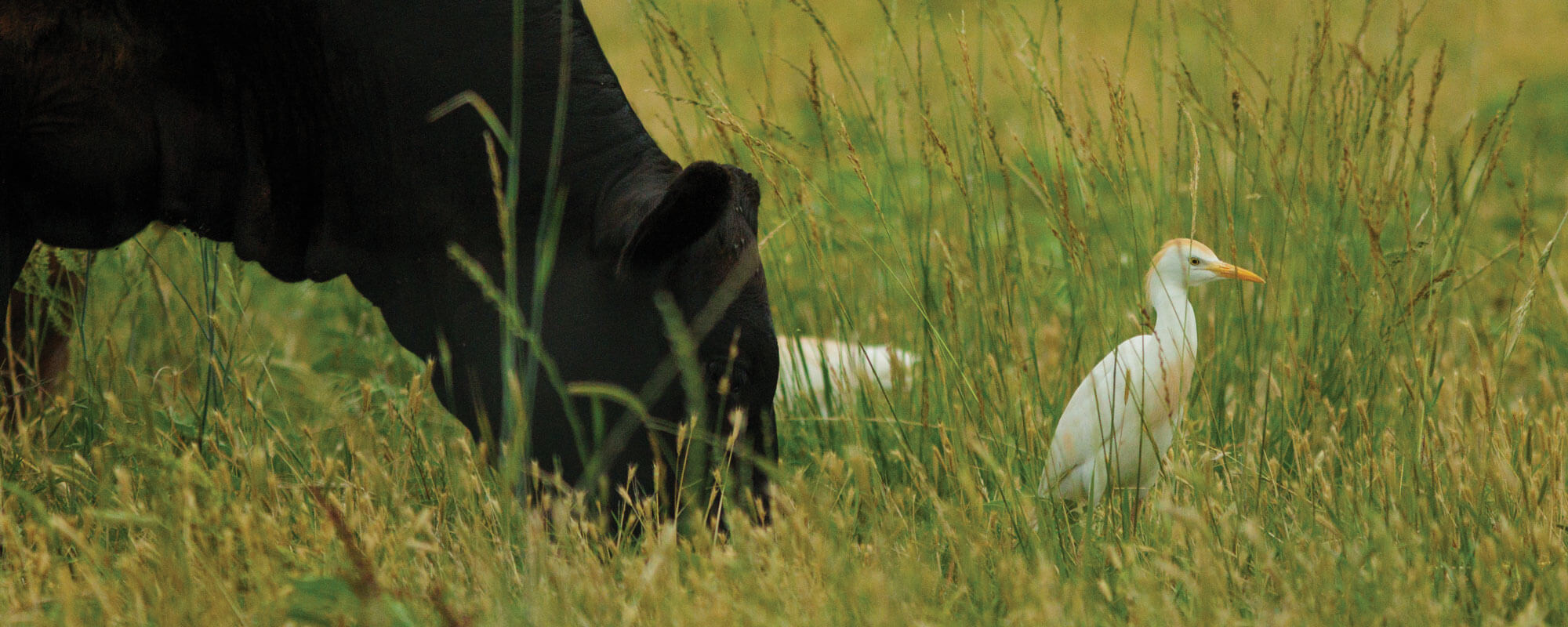 Cattle grazing with egrets