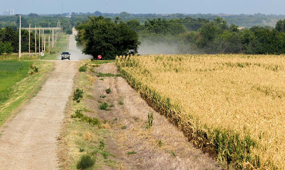 corn crop in drought