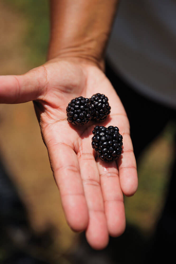 Holding blackberries