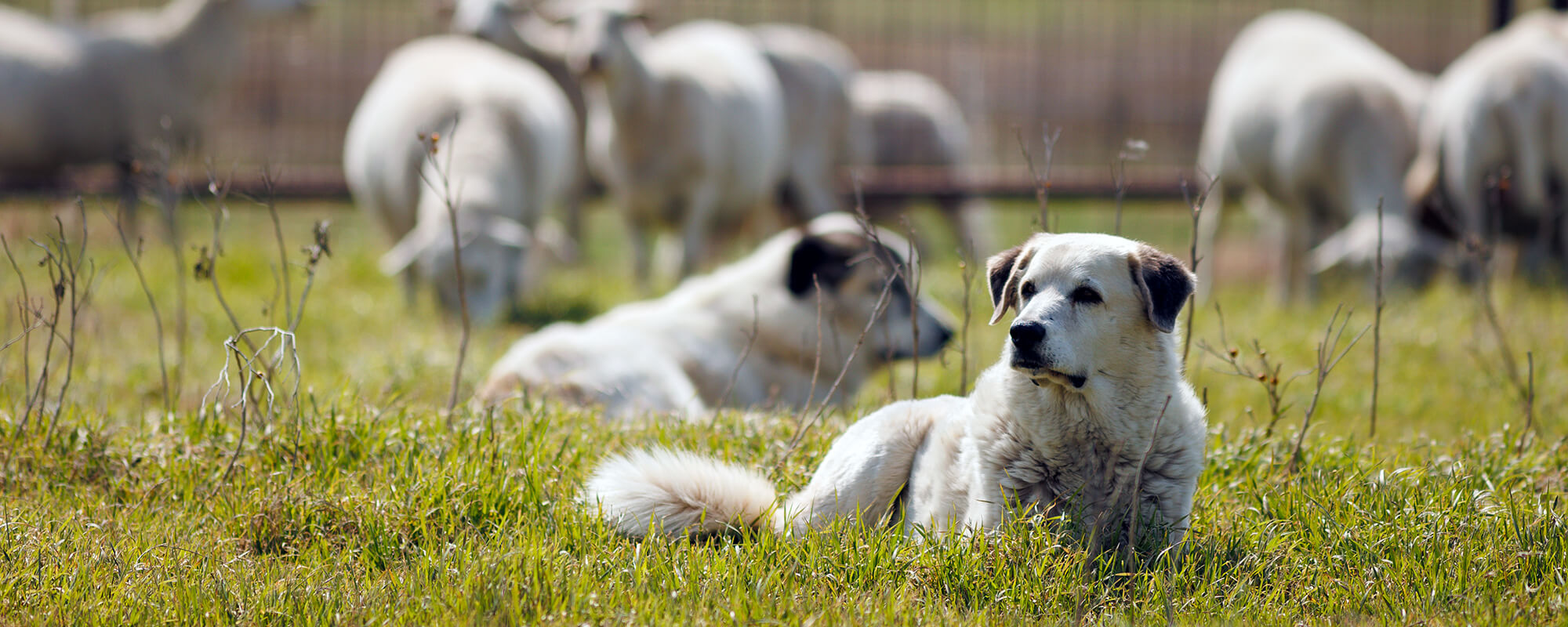 How To Select And Train Good Guardian Dogs For Your Ranch