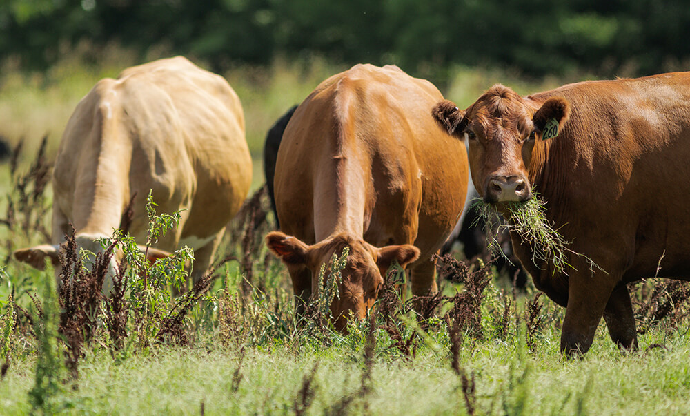 cows and calves grazing