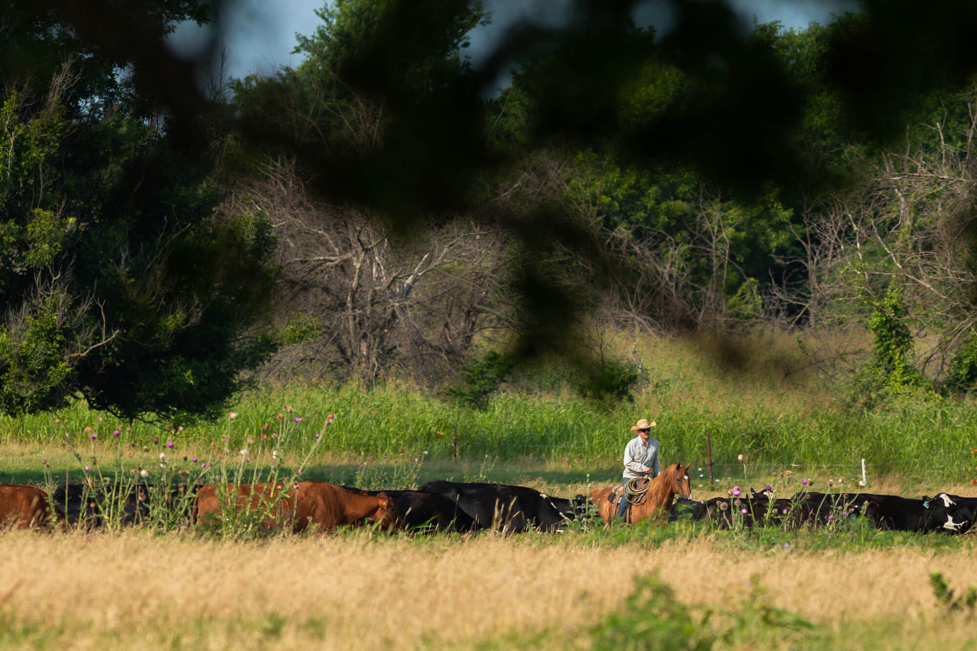 Rancher working with cattle in a pasture lined with trees