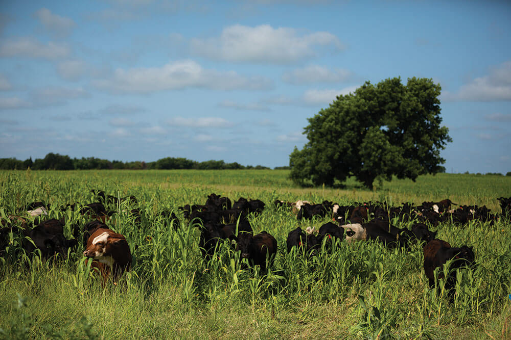 Steers grazing cover crops