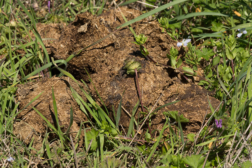cow droppings