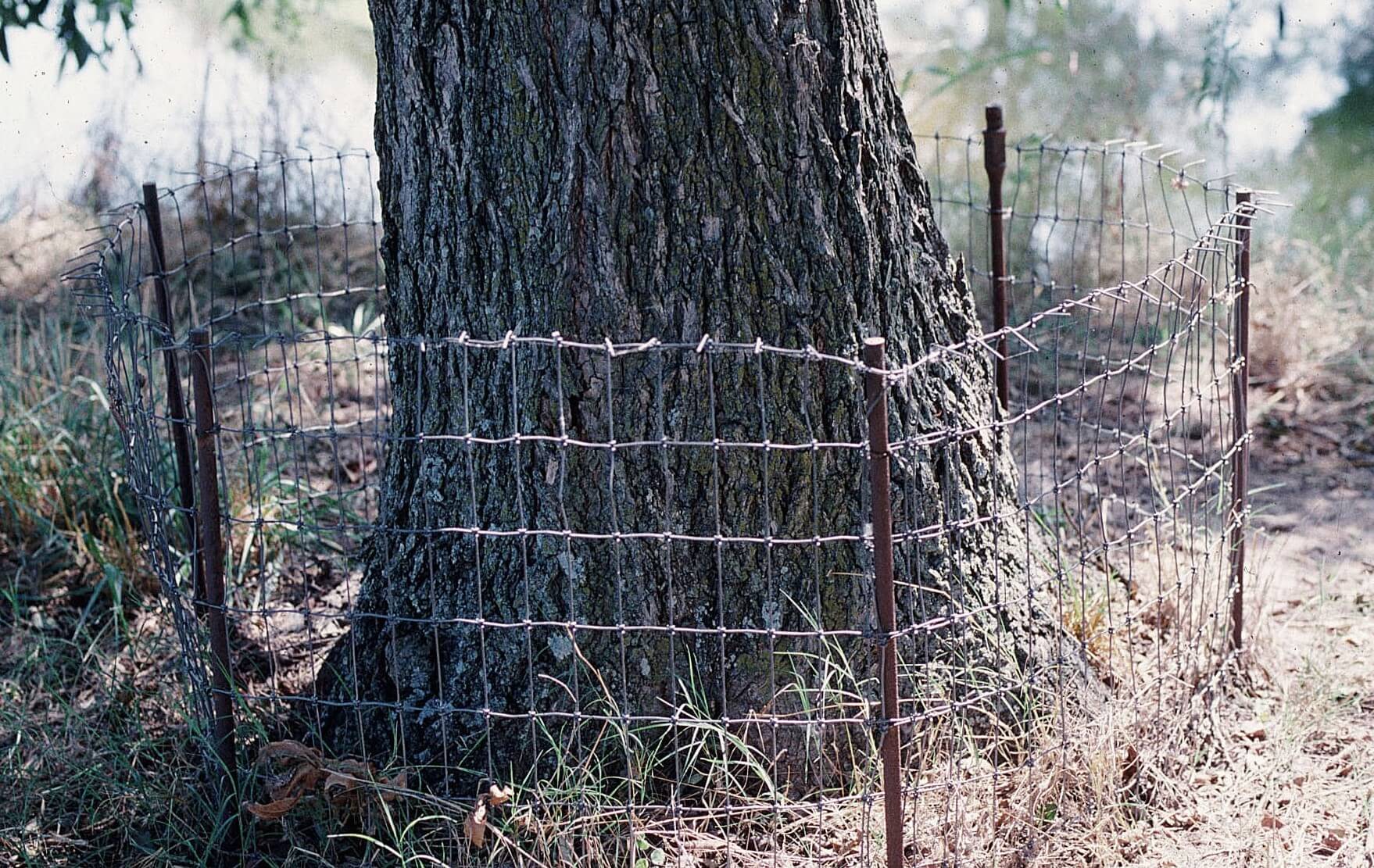 Figure 4. A 2-inch by 4-inch woven wire beaver
exclosure protecting a pecan tree at 2 NE Pond.