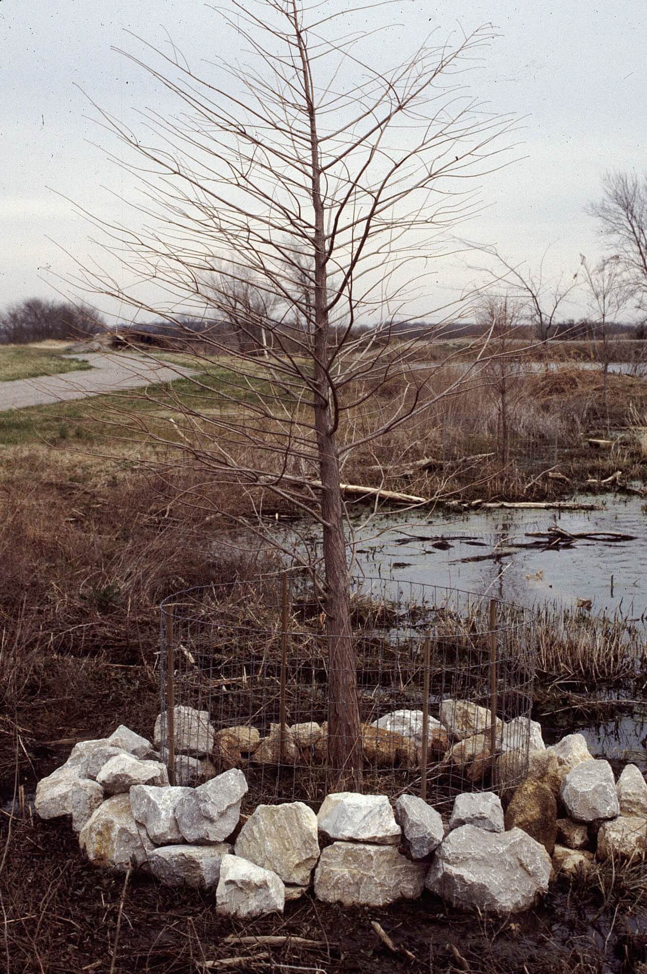 Figure 5. Rock placed around a 2-inch
by 4-inch woven wire beaver exclosure
protecting a bald cypress tree at water's
edge on Dalrymple Pond.