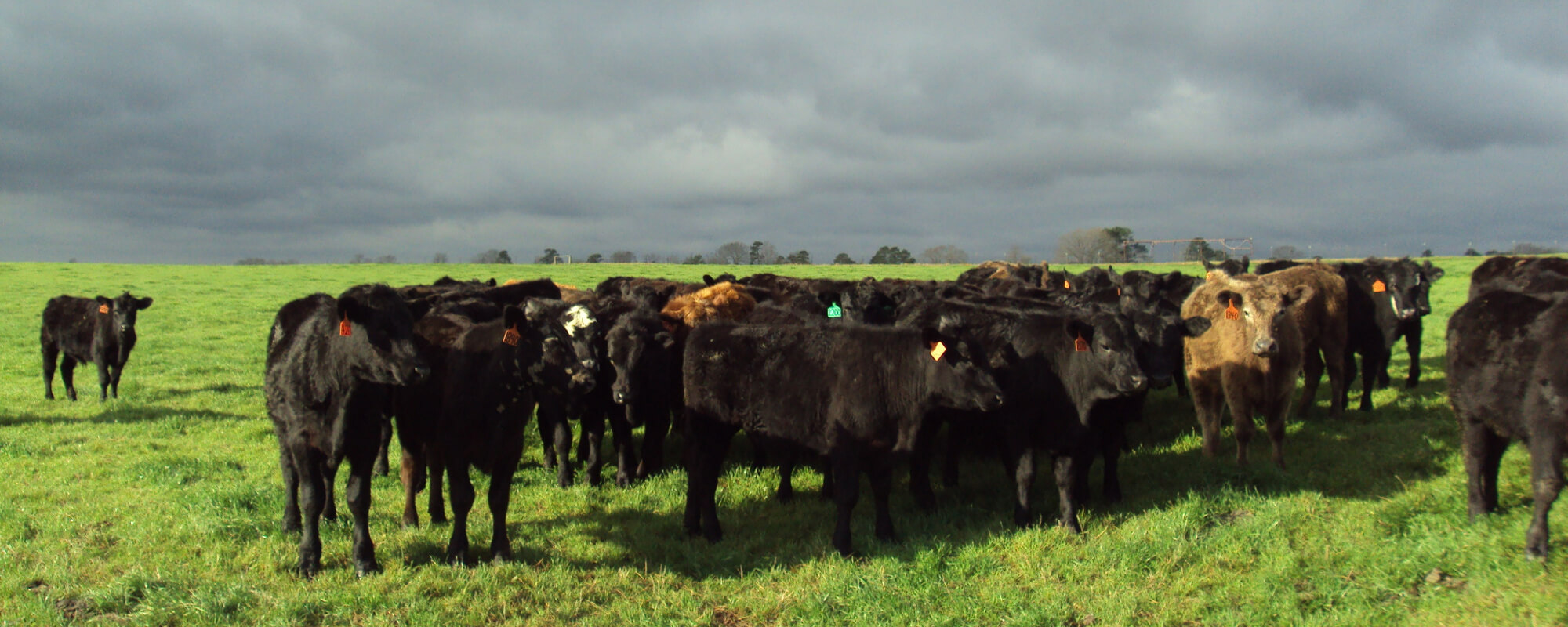 Cattle standing in pasture on a cloudy day
