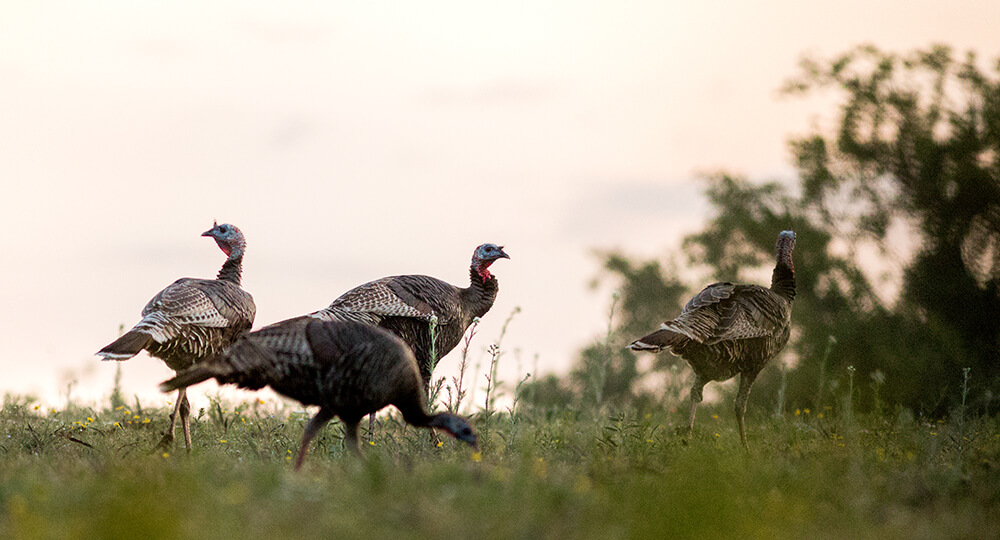 turkeys in field
