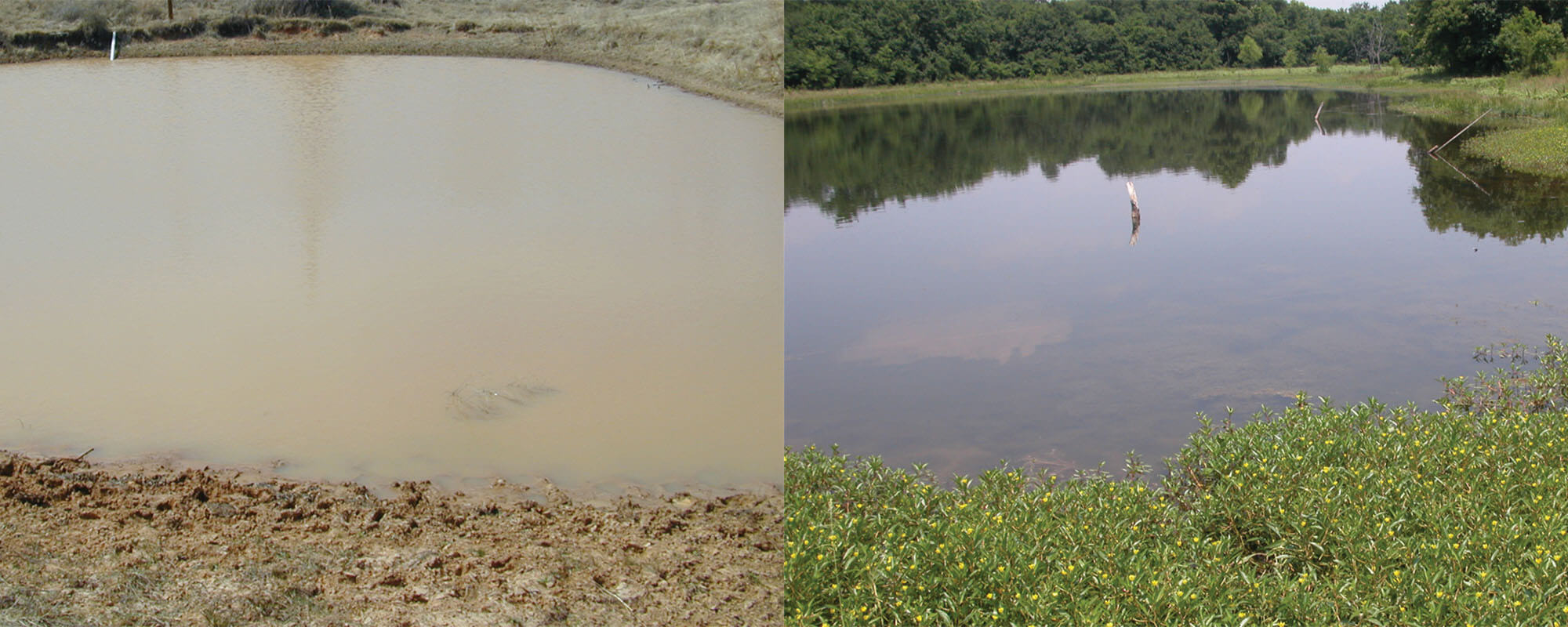 Two different ponds showing contrasting water quality, murky dirty water on the left, and clean clear water on the right