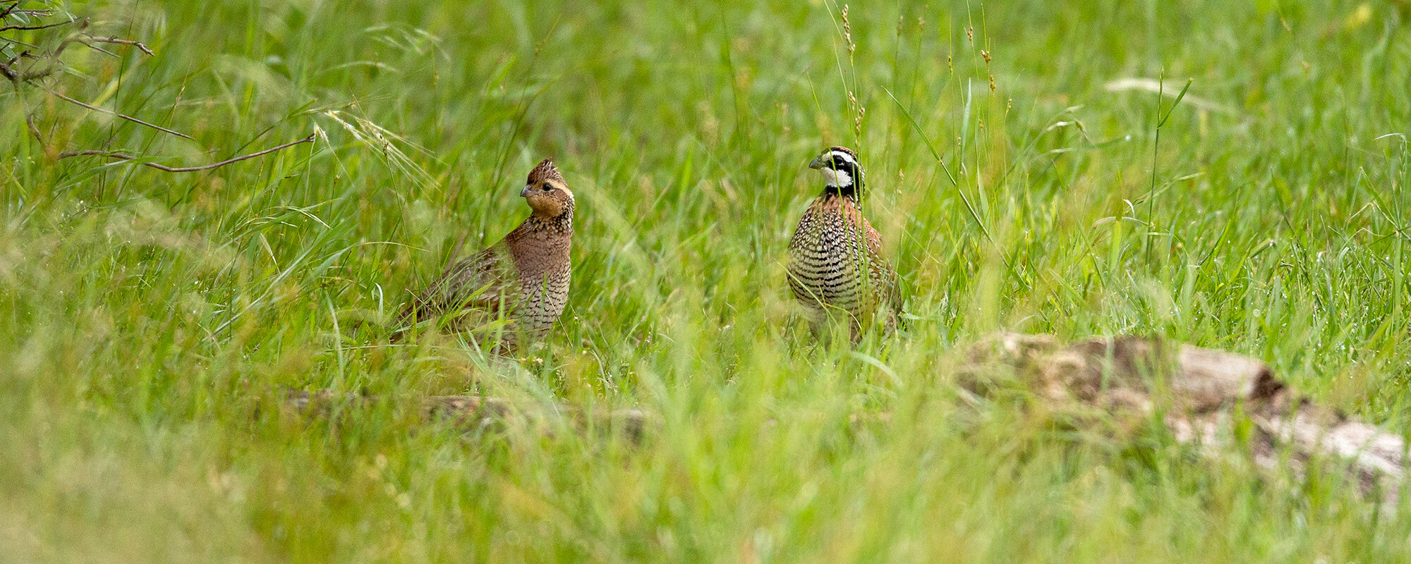 bobwhite quail in field