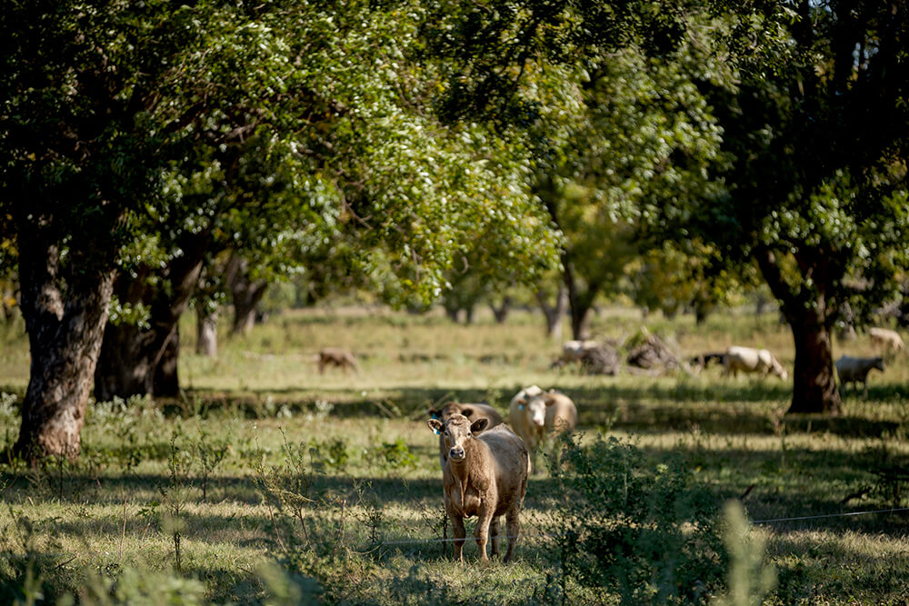 cattle grazing in orchard