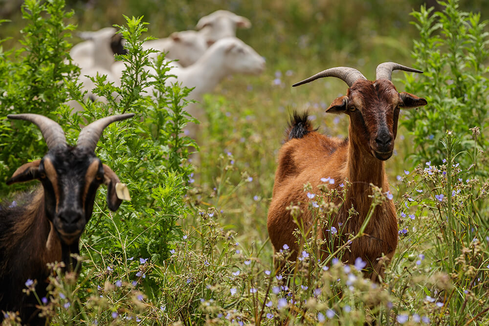 goat grazing