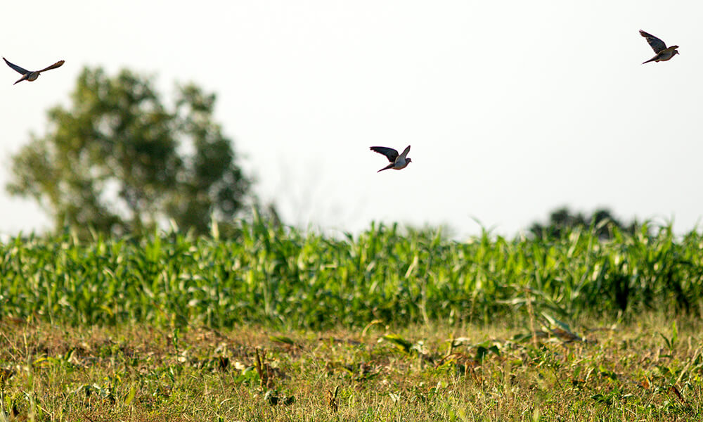 mourning doves fly above a pasture of cover crops