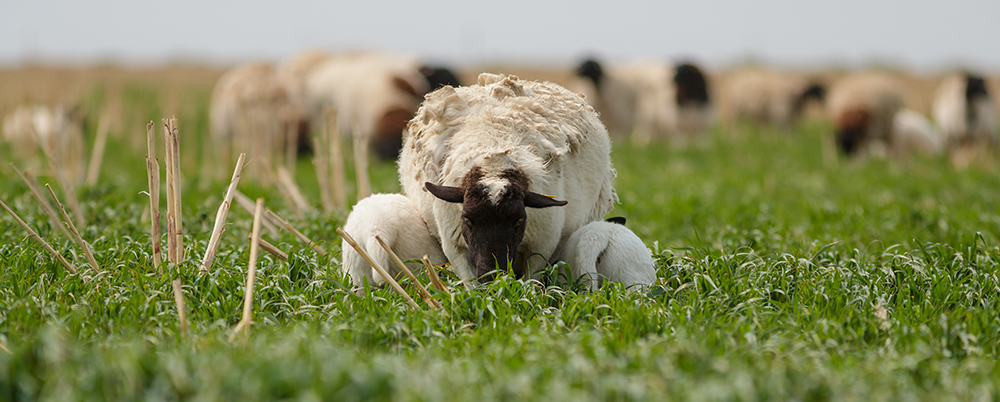 dorper sheep graze cover crop