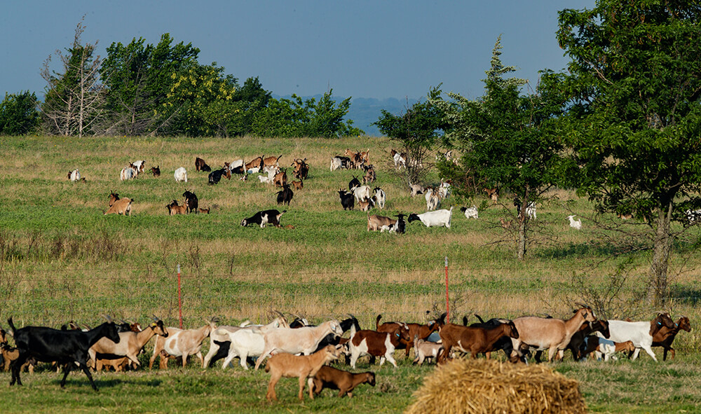goats gathered in a pasture awaiting the daily move to graze