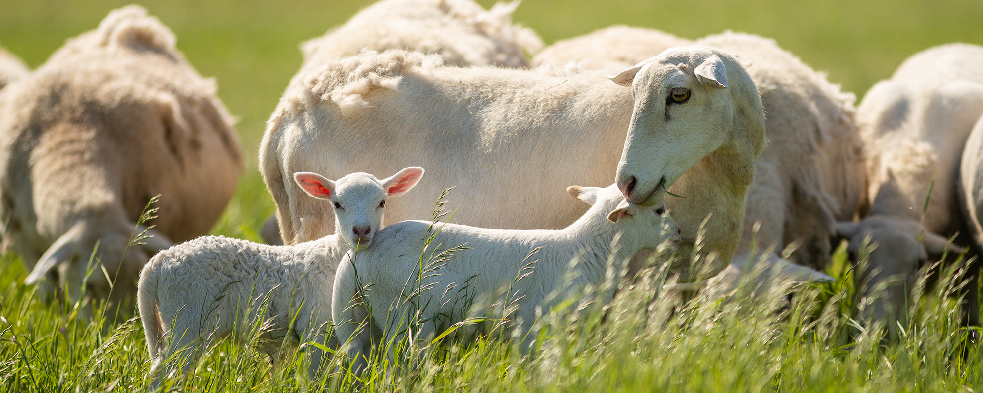 5 Questions to Answer Before Doubling Your Small-Ruminant Breeding Seasons