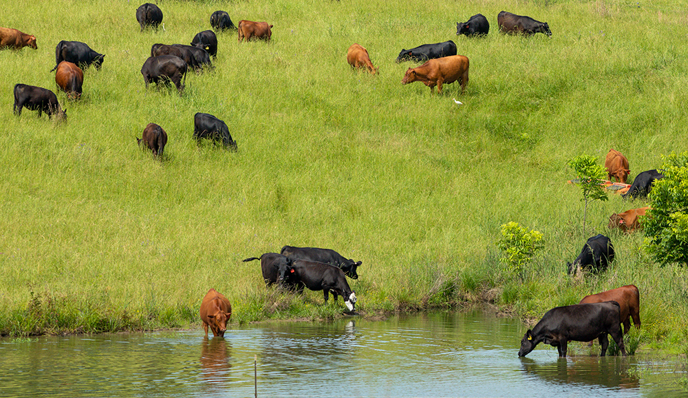 cattle grazing and in pond