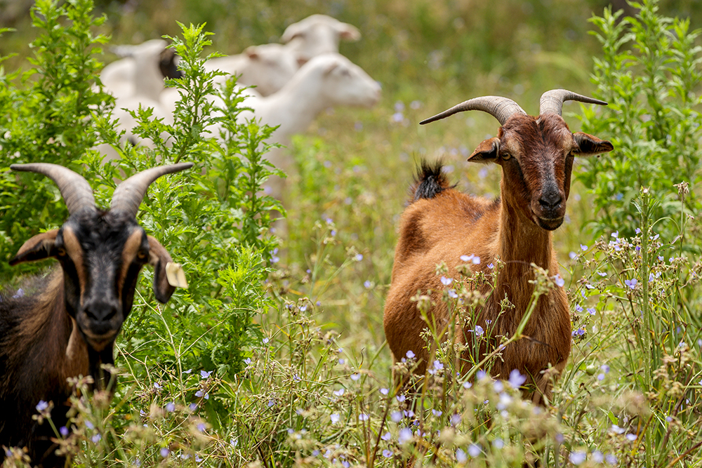 sheep and goats graze in pasture