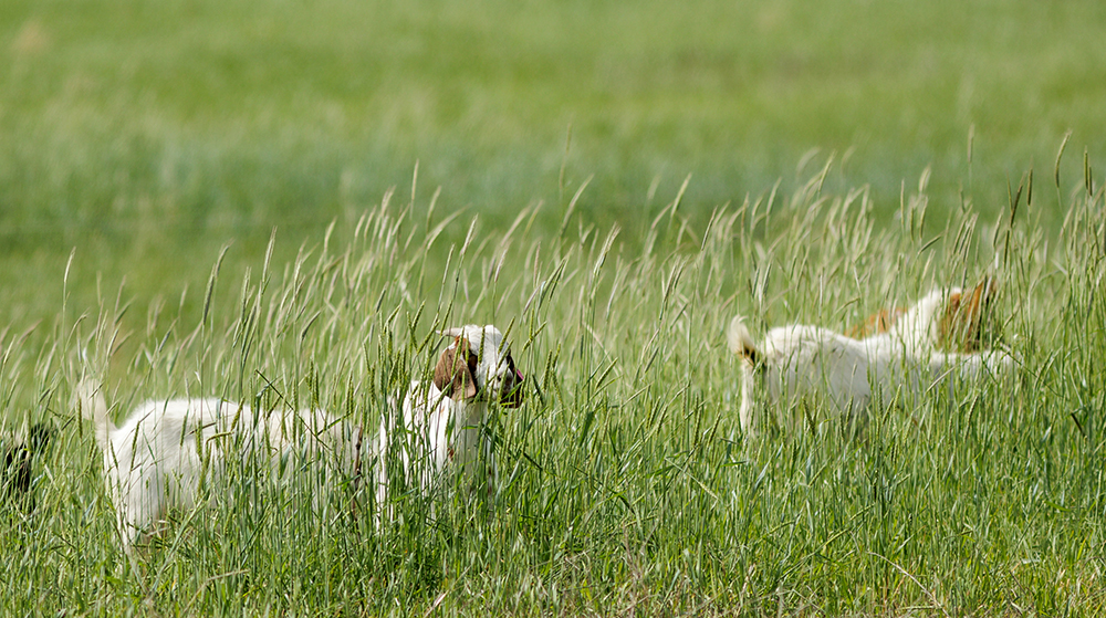 goats graze in spring pasture
