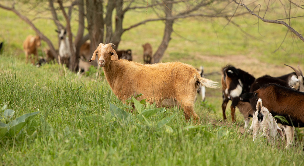 goats graze in pasture