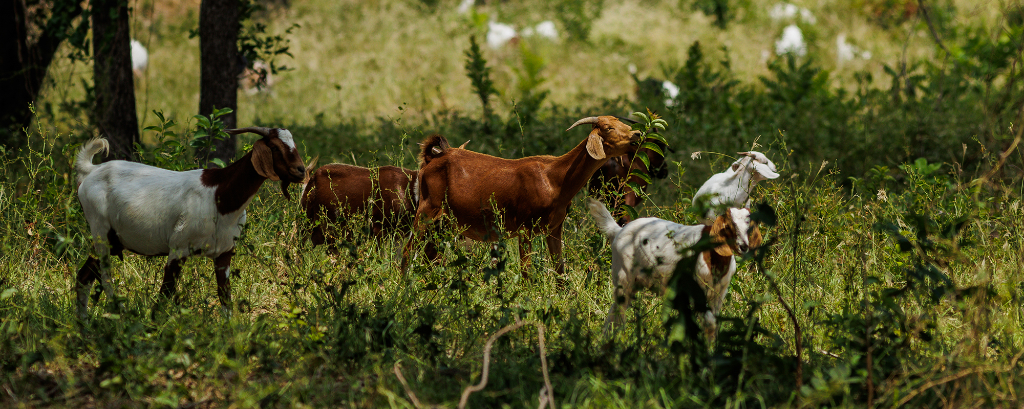goats graze in pasture