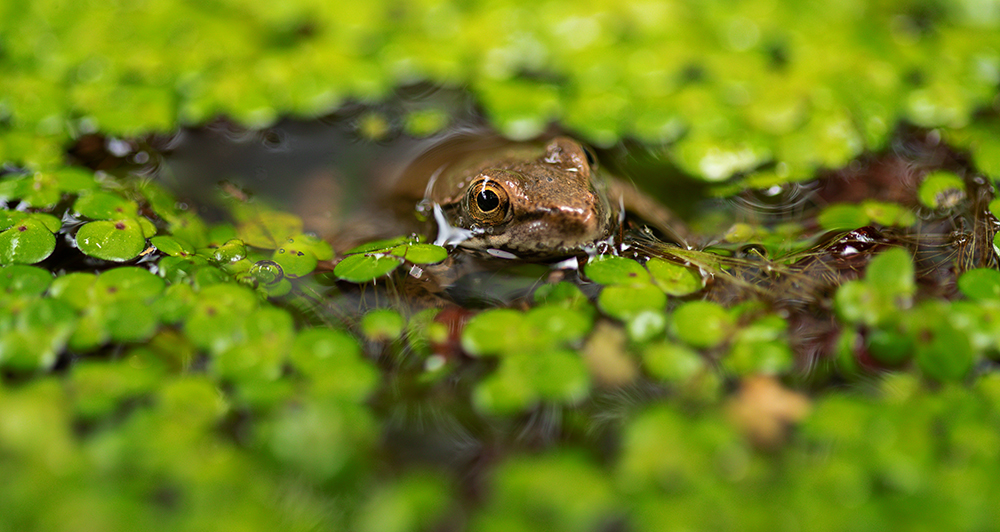 frogs and duckweed