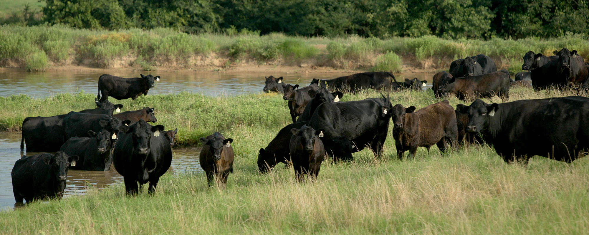 livestock grazing near pond