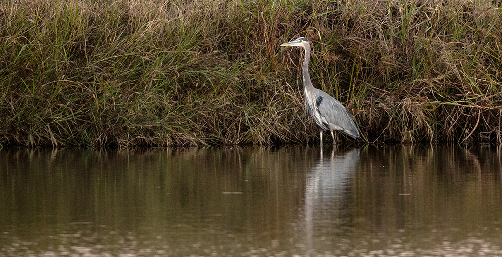 great blue heron fishes from the shallows of pond