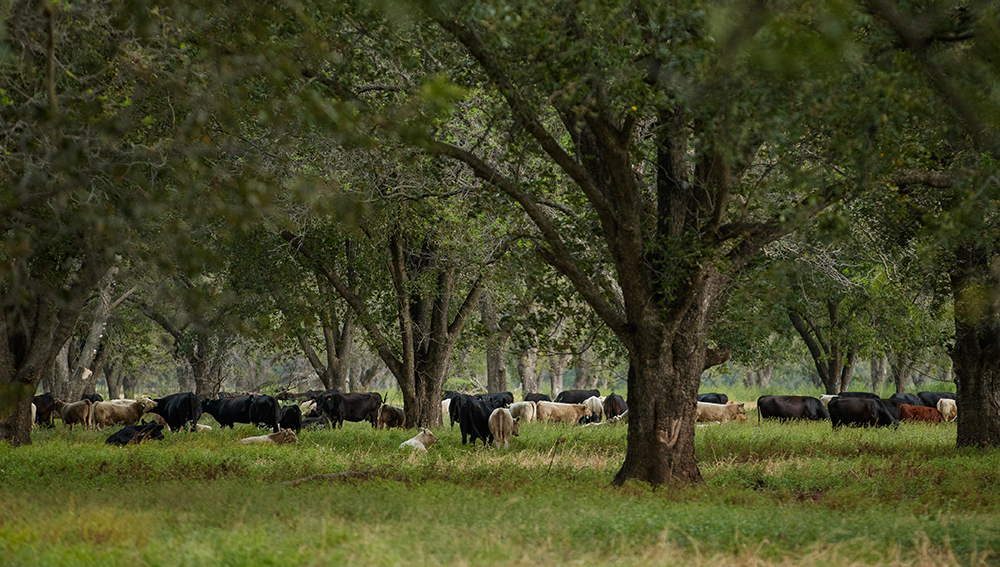 cattle graze in pecan grove