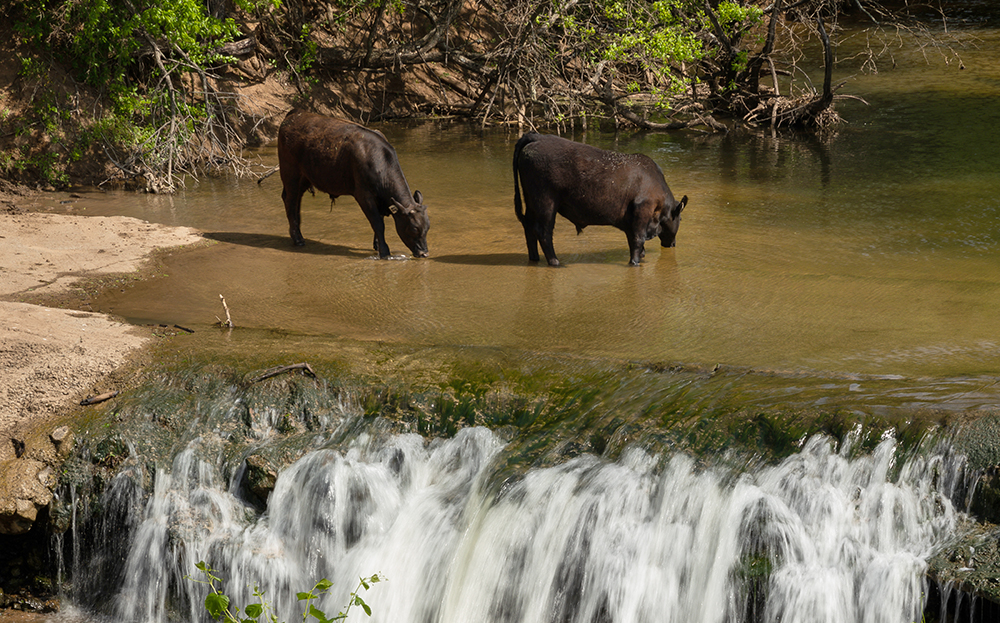 cattle in creek