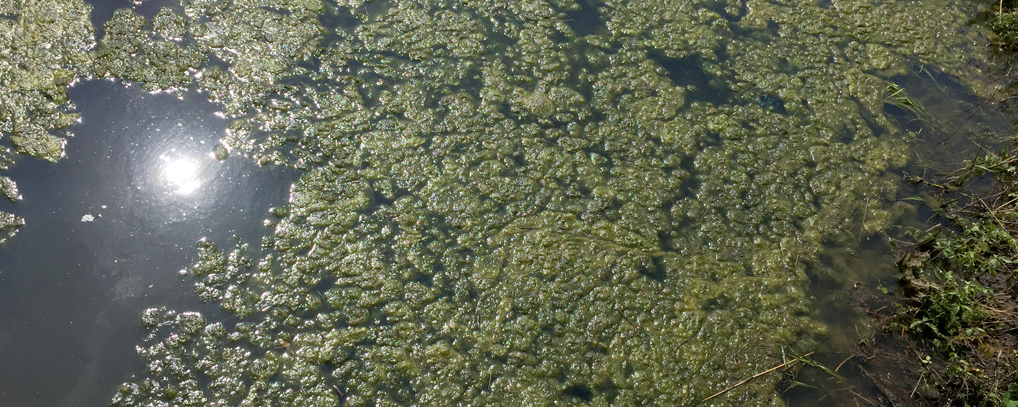 Aquatic Vegetation in Ponds