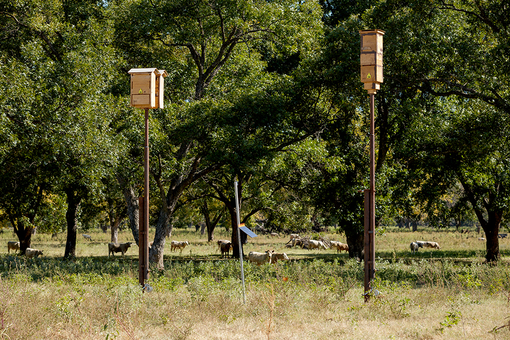 bat boxes in orchard