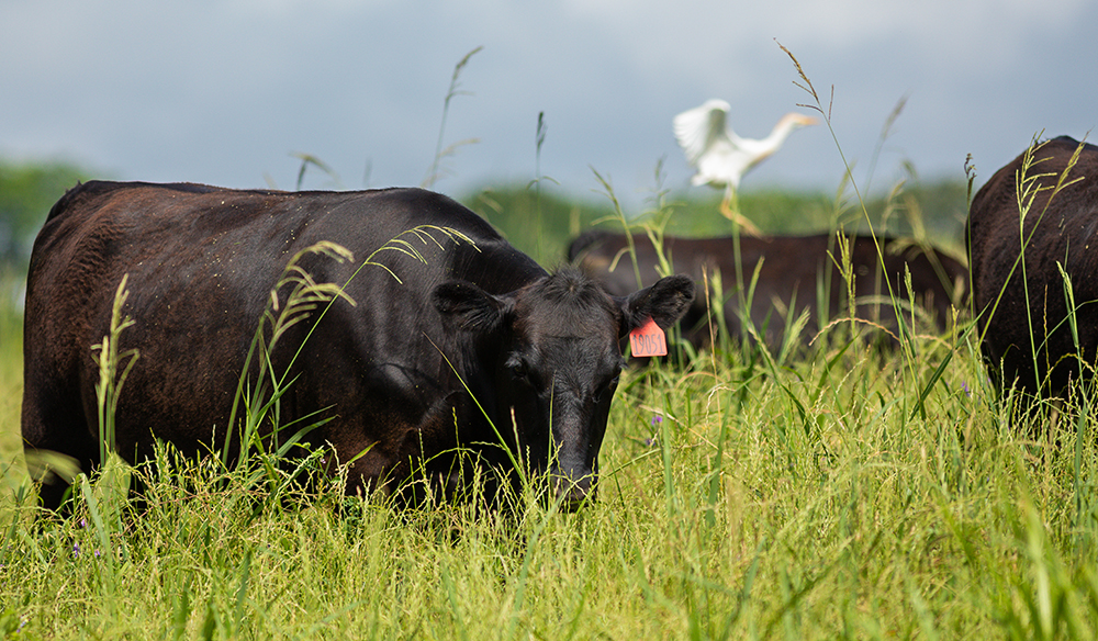 grazing cattle