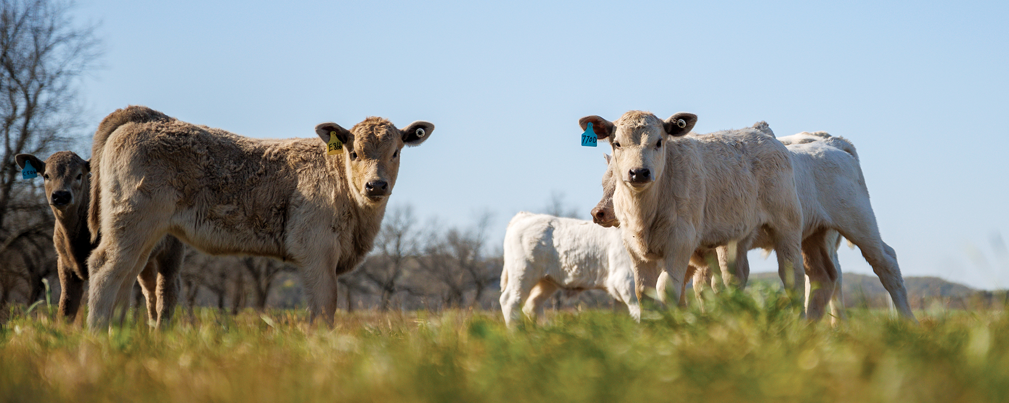 Noble Ranches: Managing Through Drought