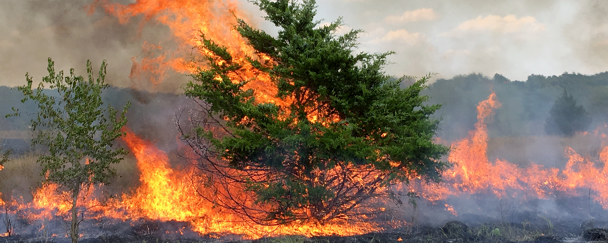 Move Brush Piles, Dead Trees and Volatile Vegetation Away From Firebreaks Prior to a Prescribed Burn