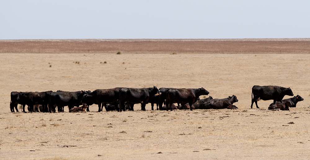 cattle on overgrazed pasture