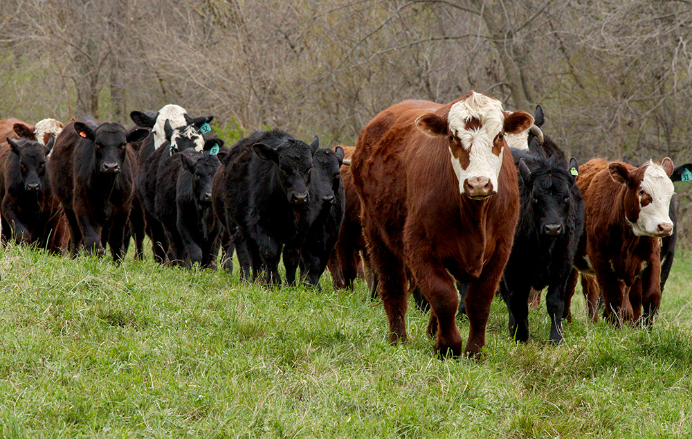 cattle herd in new pasture