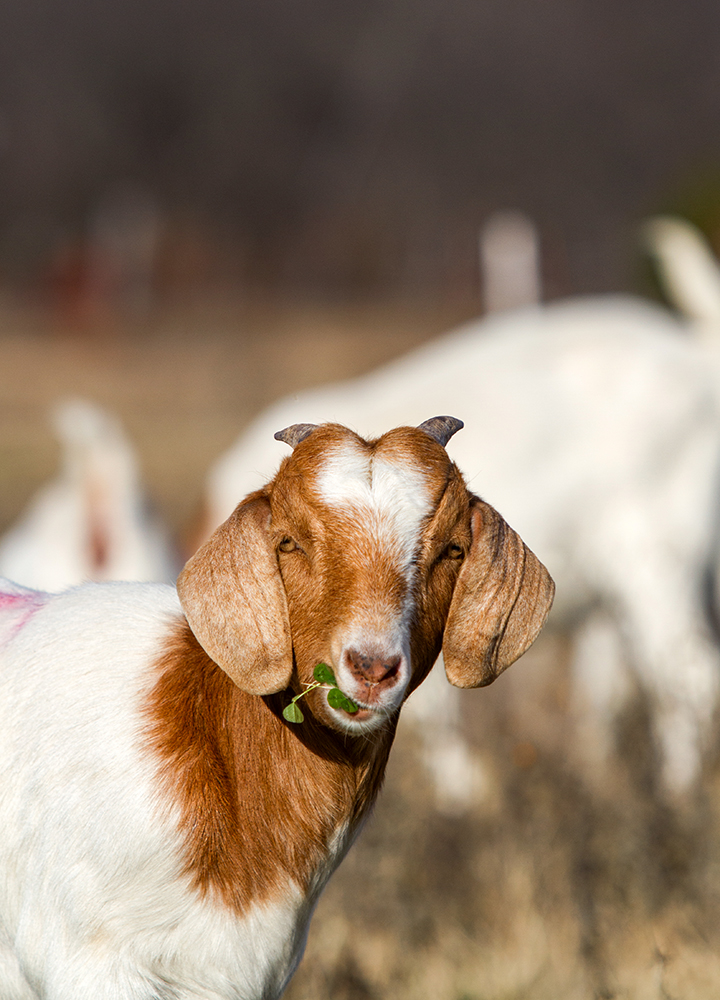 goat grazing