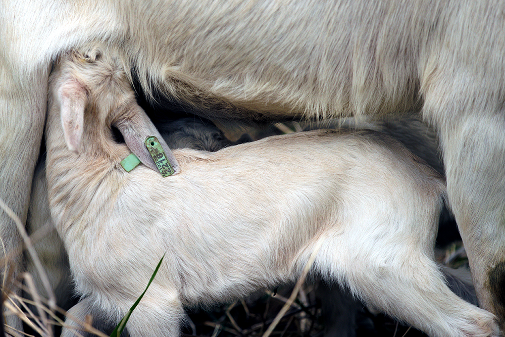 goat nursing
