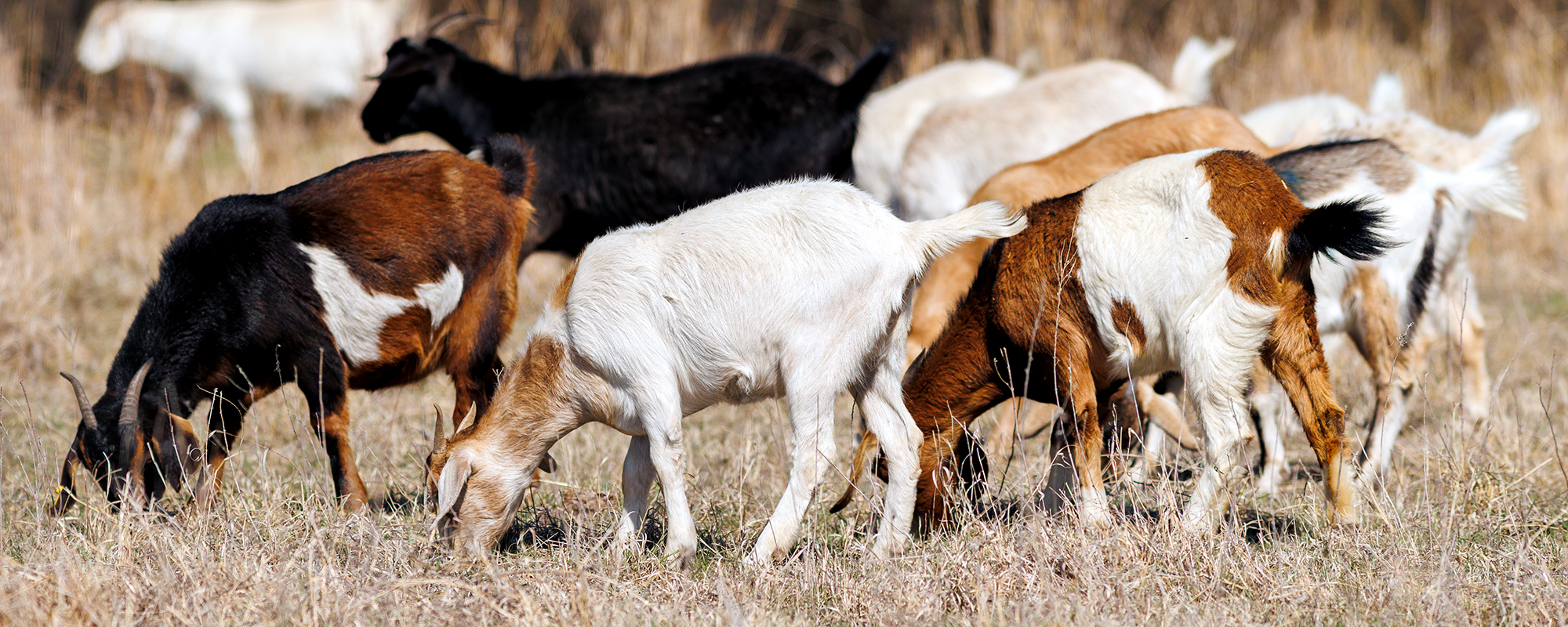 goats grazing pasture