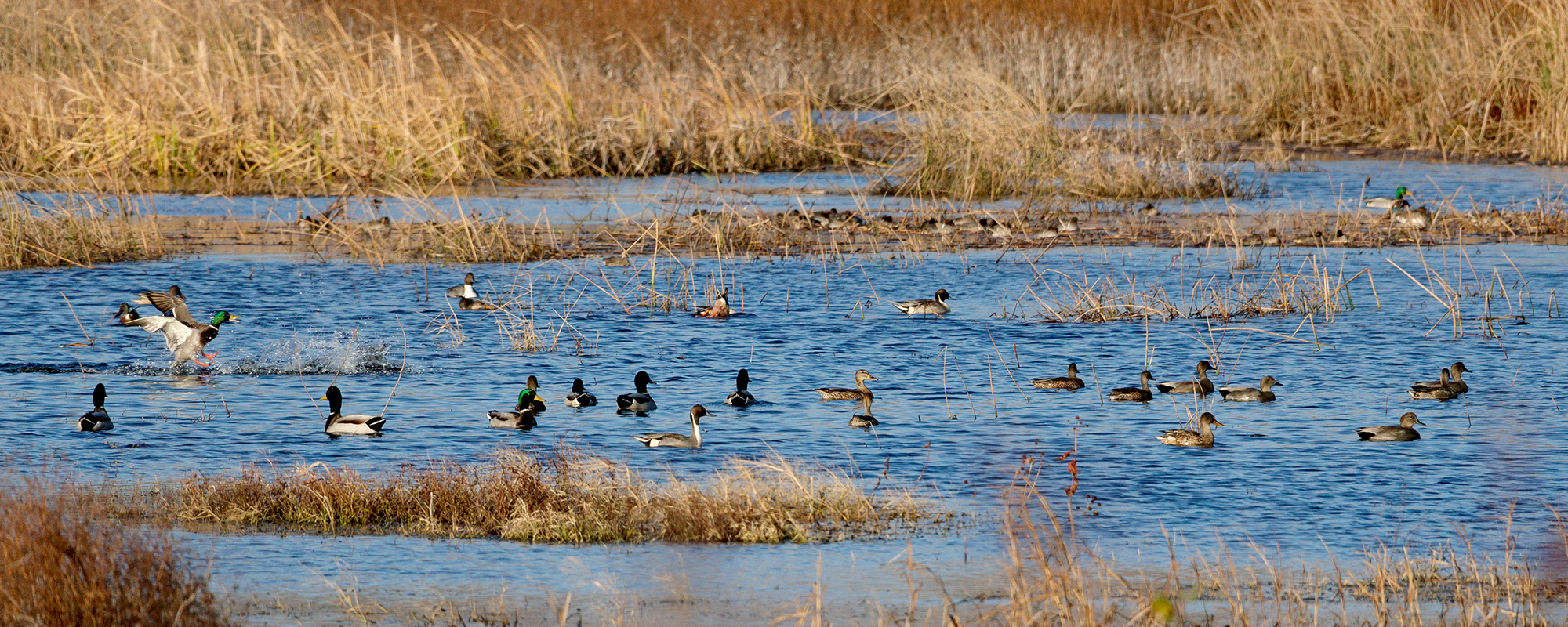 Duck Abundance Depends On Impoundment Traits