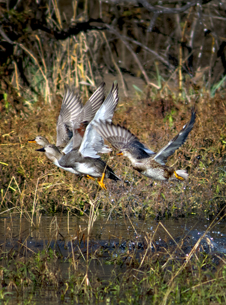 ducks flying off pond