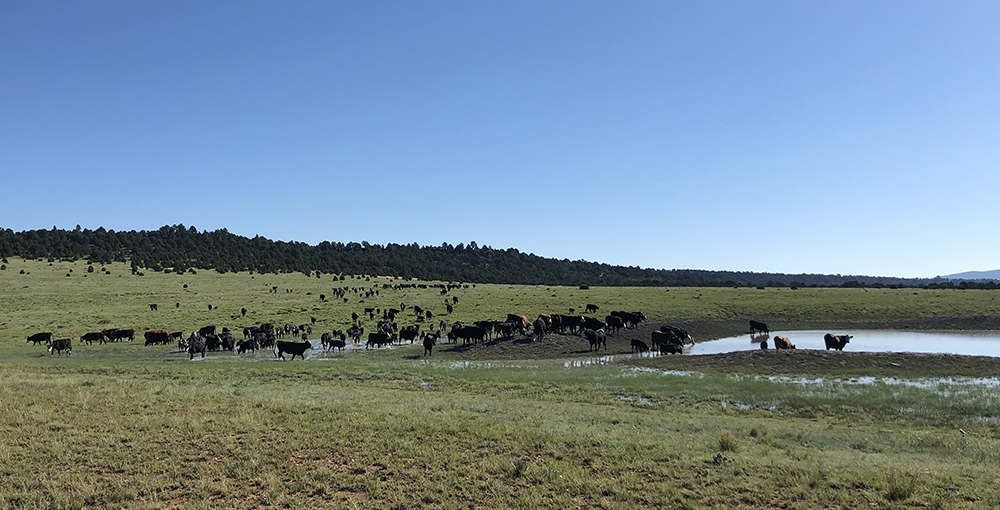 cattle herding to water