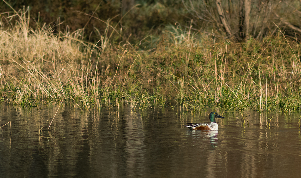 duck on pond with vegetation