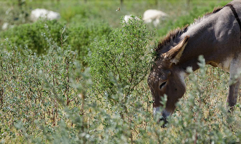 donkey grazes in pasture with sheep