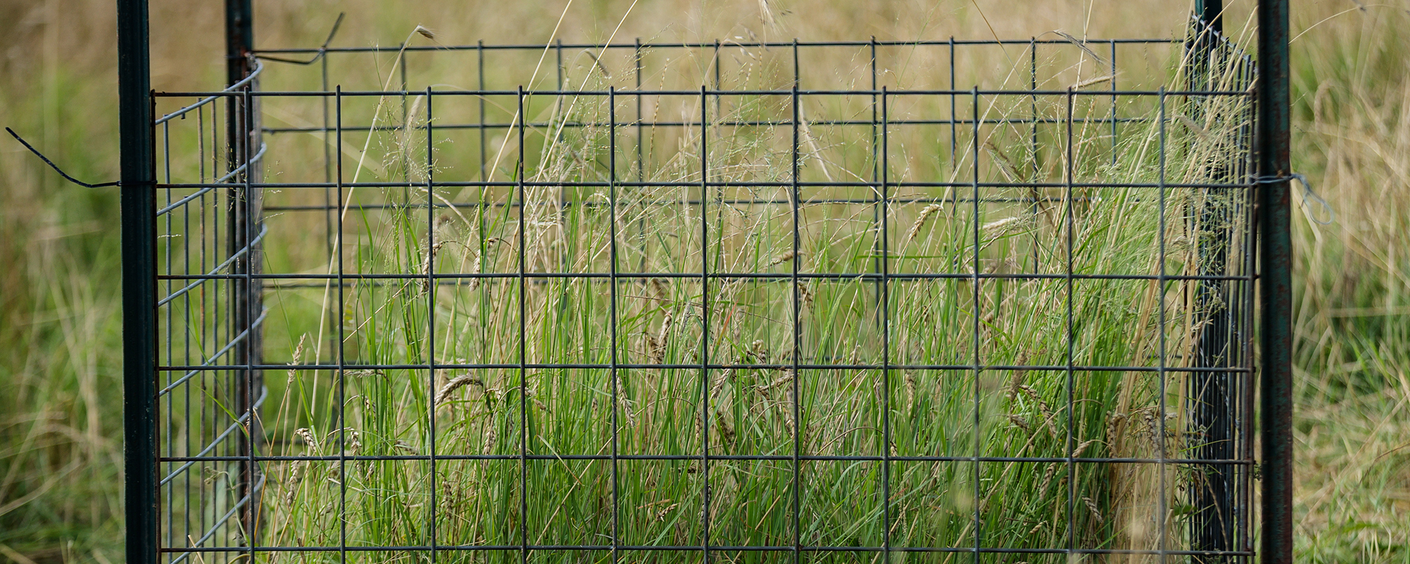Gain a new view of your pastures’ forage potential