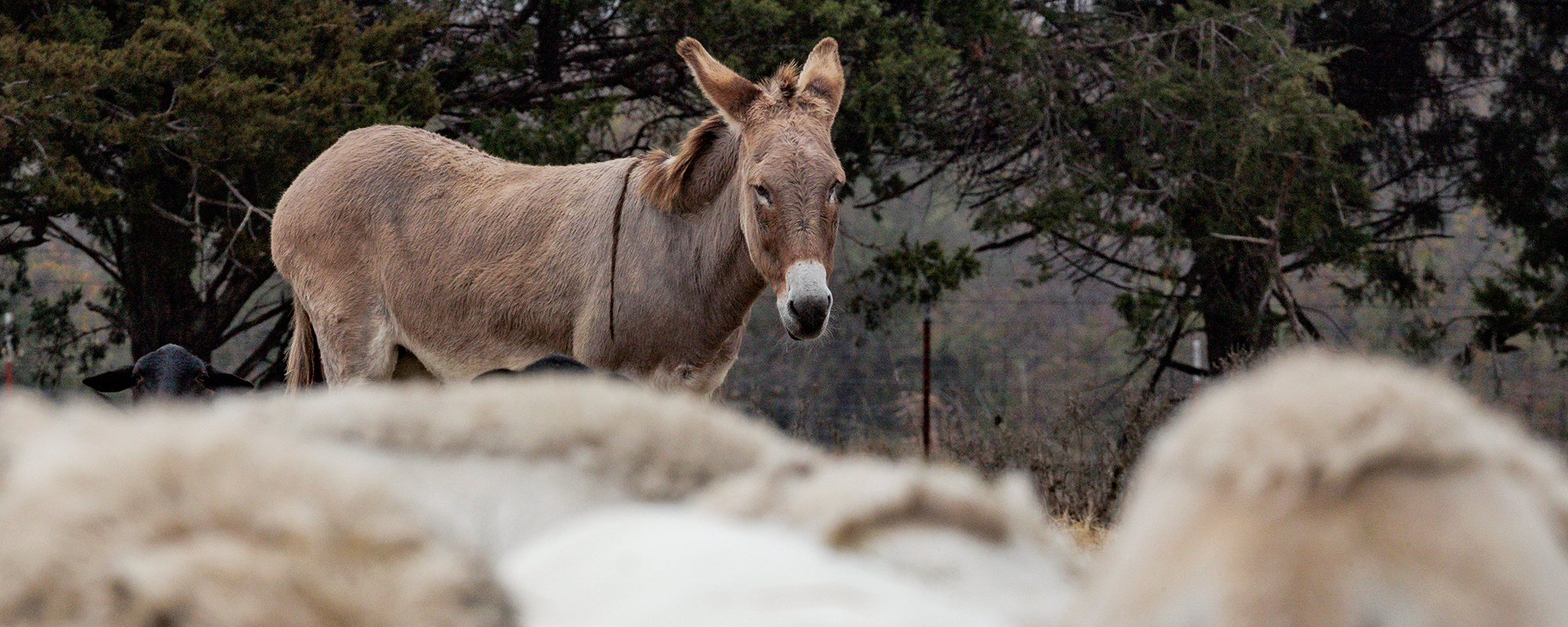 Lessons learned at Noble Ranches in our first year with guardian donkeys
