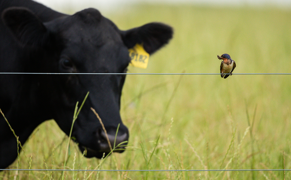 bird perched on fence with cow